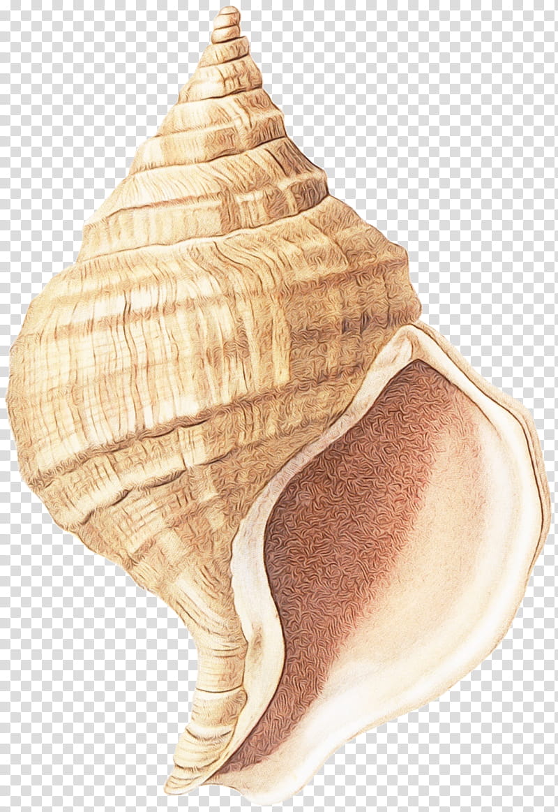conch conch shankha shell sea snail, Watercolor, Paint, Wet Ink, Lymnaeidae, Bivalve, Snails And Slugs, Soft Serve Ice Creams transparent background PNG clipart
