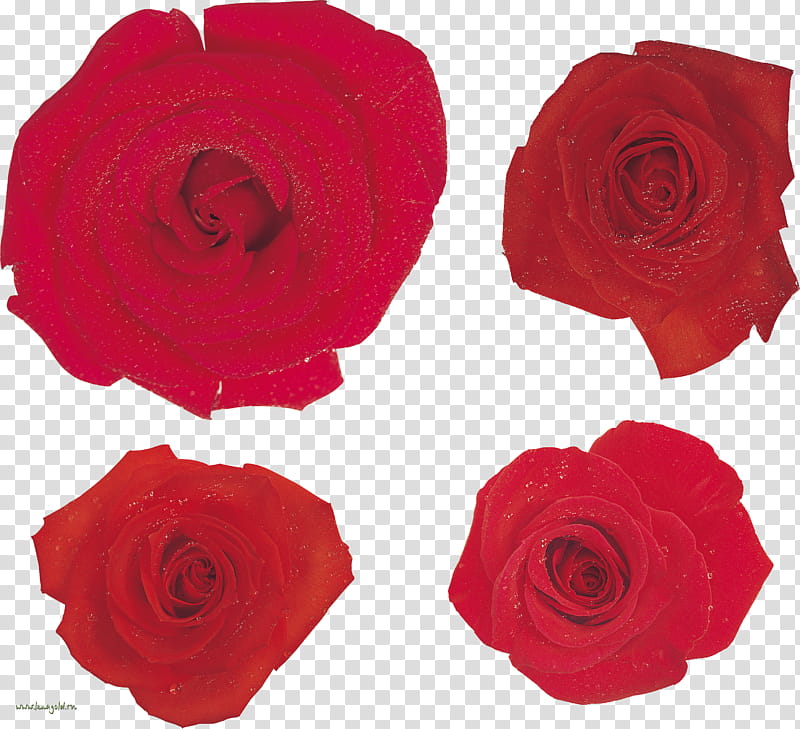 Pink Flower, Garden Roses, Cabbage Rose, Floribunda, Petal, Megabyte, Cut Flowers, Red transparent background PNG clipart