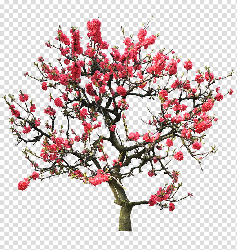 Cherry Blossom Tree, Peach, Plum, Plant, Flower, Branch, Woody Plant, Houseplant transparent background PNG clipart