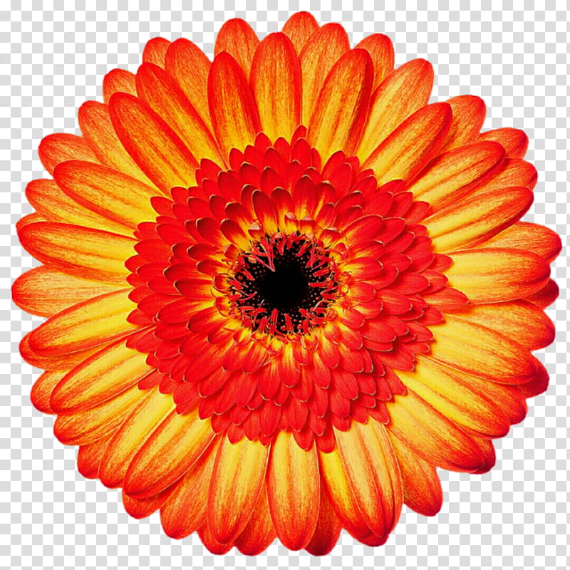 flower,orange,spring,Daisy,PNG clipart,free PNG,transparent background,free...