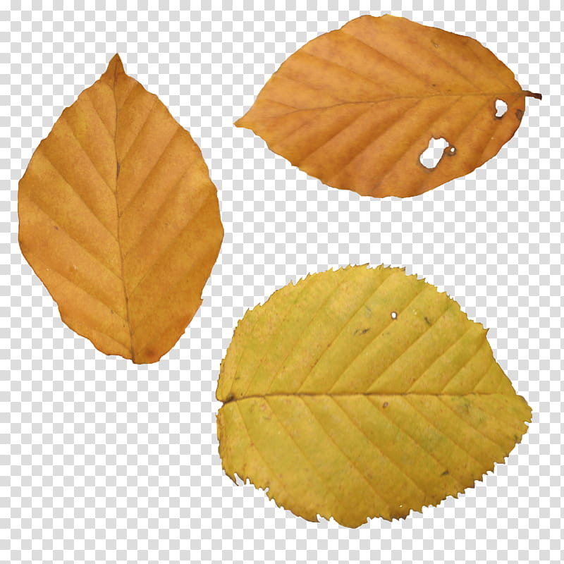 Fall Leaves, three brown leaves transparent background PNG clipart