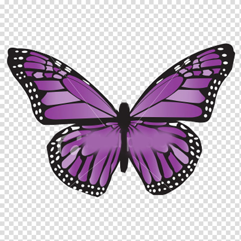 Mariposas, purple and black purple butterfly transparent background PNG clipart