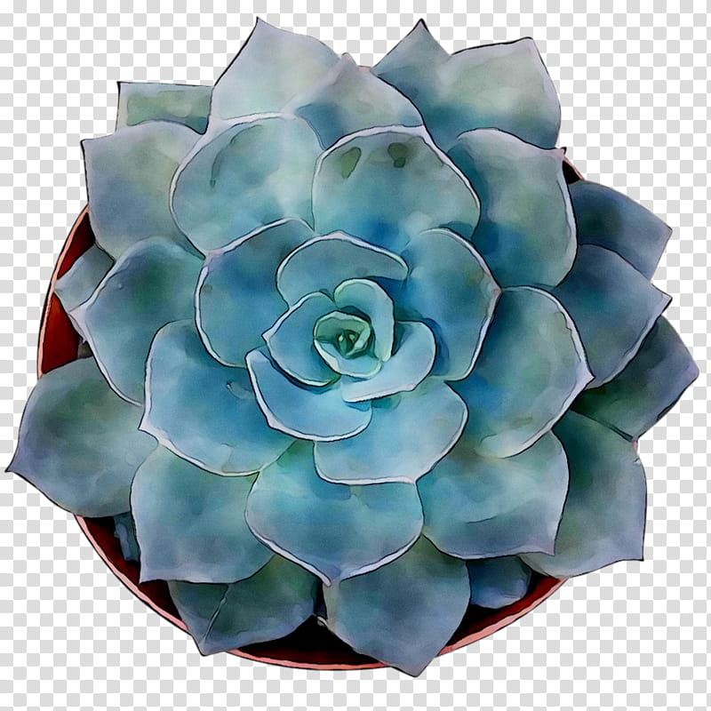 Flowers, Cut Flowers, Turquoise, Blue, Echeveria, White Mexican Rose, Plant, Stonecrop Family transparent background PNG clipart