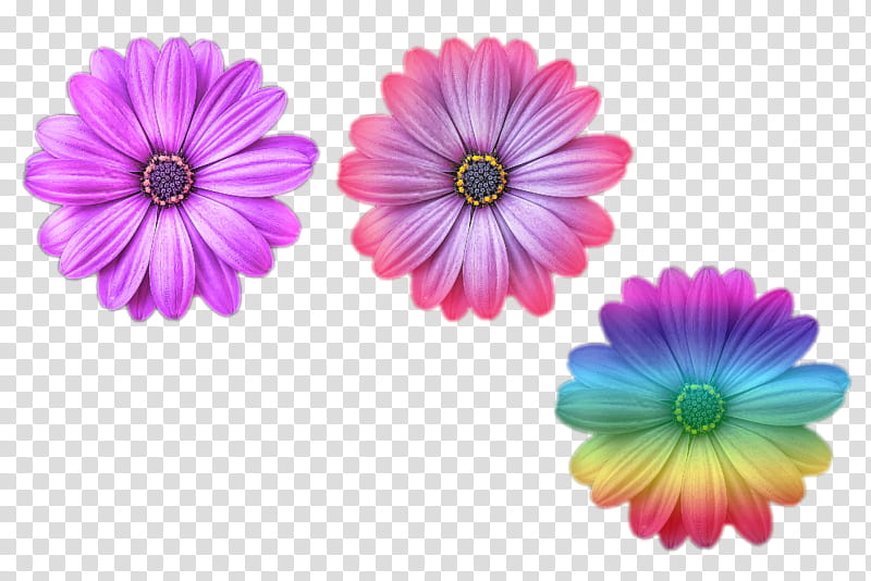 Watercolor Flower, Rainbow, Watercolor Painting, Gerbera, Petal, Barberton Daisy, Pink, Plant transparent background PNG clipart