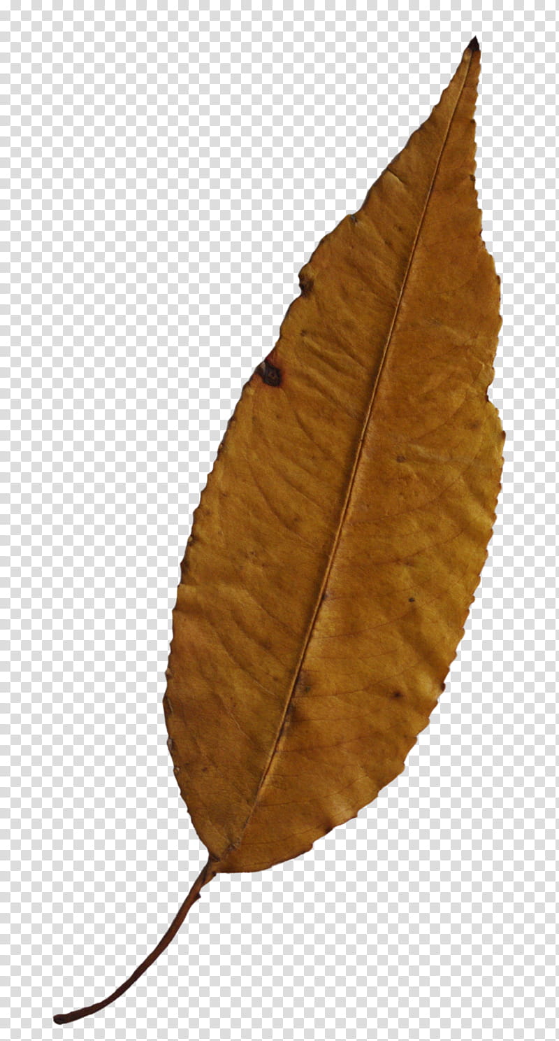 Fallen Autumn Leaves II s, dry leaf transparent background PNG clipart