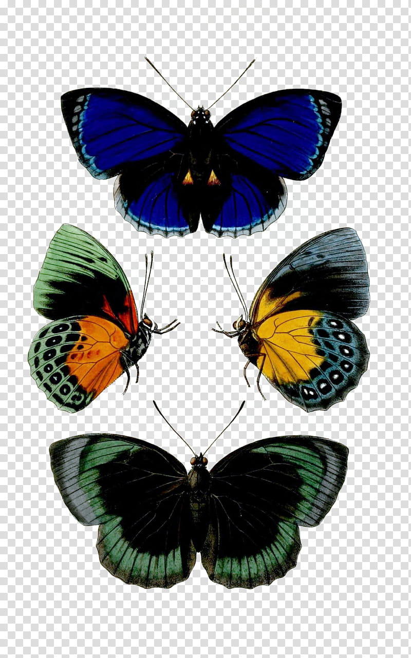 Insects , four assorted-color butterflies transparent background PNG clipart