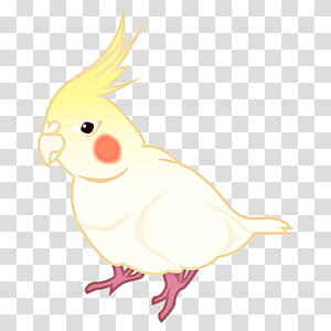 Bird Parrot, Rooster, Cockatiel, Chicken, Cockatoo, Beak, Feather, Character transparent background PNG clipart thumbnail