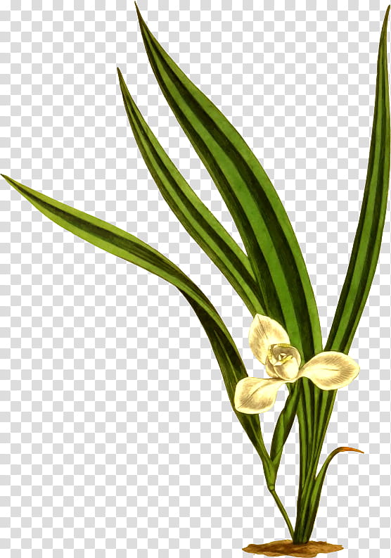 Bamboo Leaf, Plant Stem, Plants, Grasses, Flower, Terrestrial Plant, Houseplant, Ikebana transparent background PNG clipart