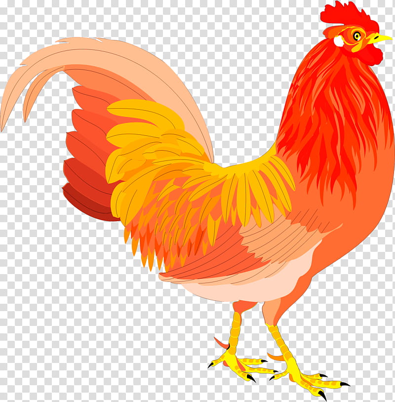 Bird Wing, Chicken, Rooster, Blog, Hahn Engineering Inc, Bartolito, Beak, Orange transparent background PNG clipart