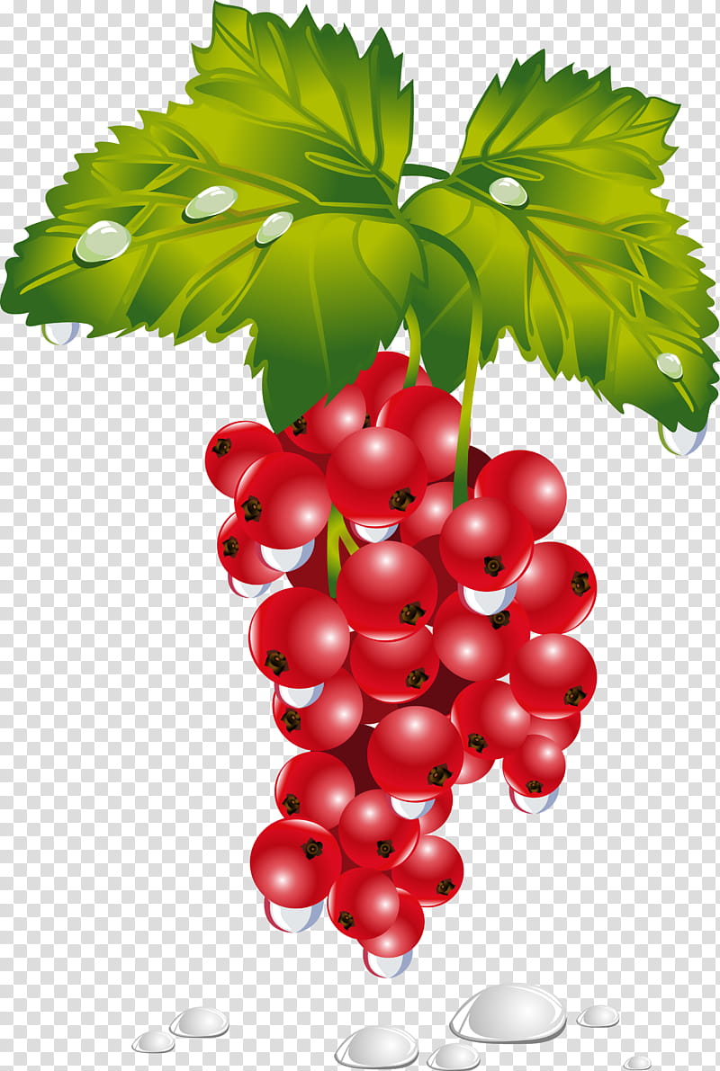 Grape, Common Grape Vine, Zante Currant, Redcurrant, Berries, Fruit, Blackcurrant, Gooseberry transparent background PNG clipart