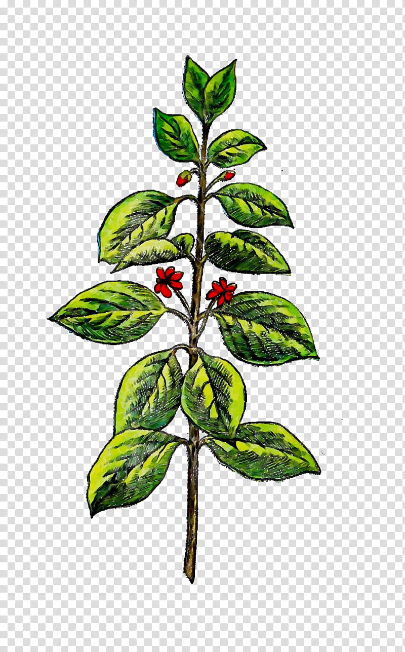 Flower Vintage, Indian Sandalwood, Branch, Plants, Herbaceous Plant, Drawing, Tree, Plant Stem transparent background PNG clipart