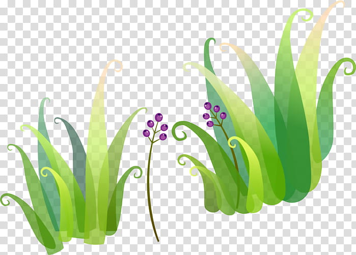 plant grass flower chives tulip, Flowering Plant, Herbaceous Plant, Iris transparent background PNG clipart