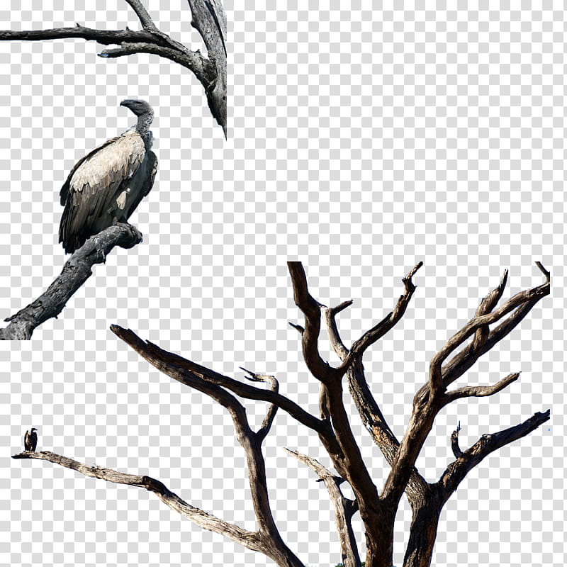 Vultures , bird on withered tree illustration transparent background PNG clipart