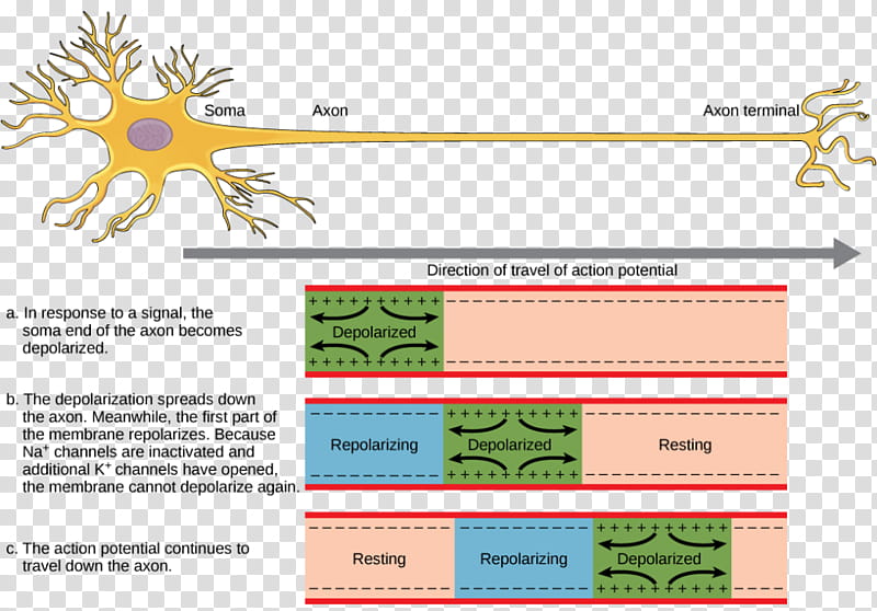 Web Design, Action Potential, Neuron, Axon, Nervous System, Depolarization, Nerve, Cell Membrane transparent background PNG clipart