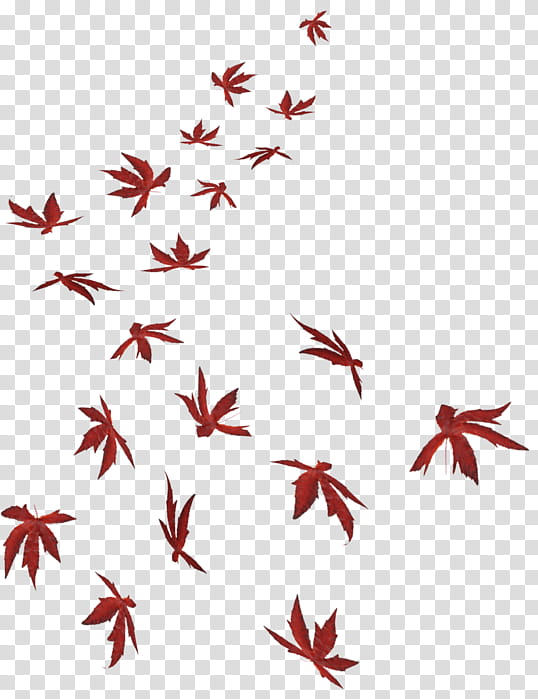 Red Maple Tree, Leaf, Perfect Circle, 10000 Days, Autumn, Deciduous, Blog, Mer De Noms transparent background PNG clipart
