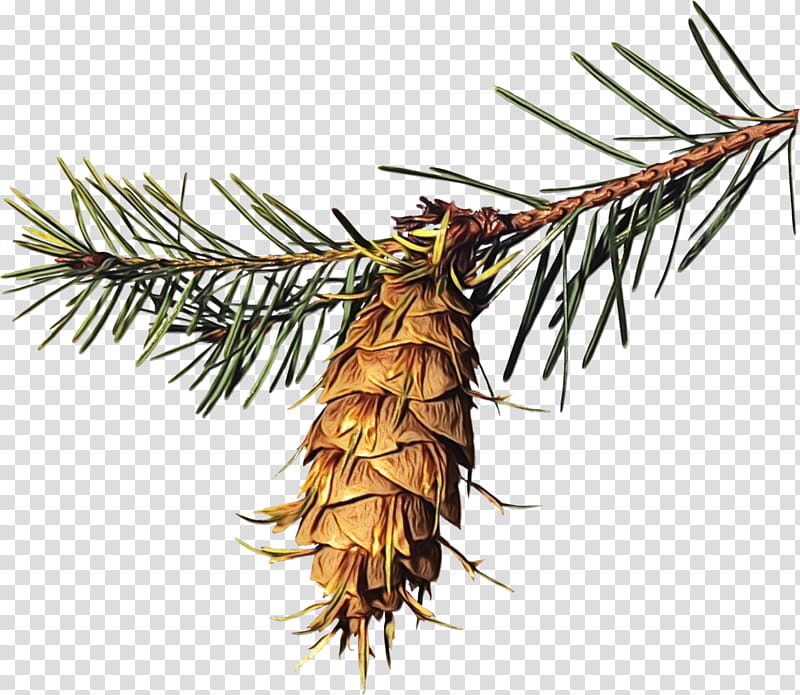 sugar pine shortleaf black spruce columbian spruce white pine jack pine, Watercolor, Paint, Wet Ink, Yellow Fir, Red Pine, Larix Lyalliisubalpine Larch, Shortstraw Pine transparent background PNG clipart