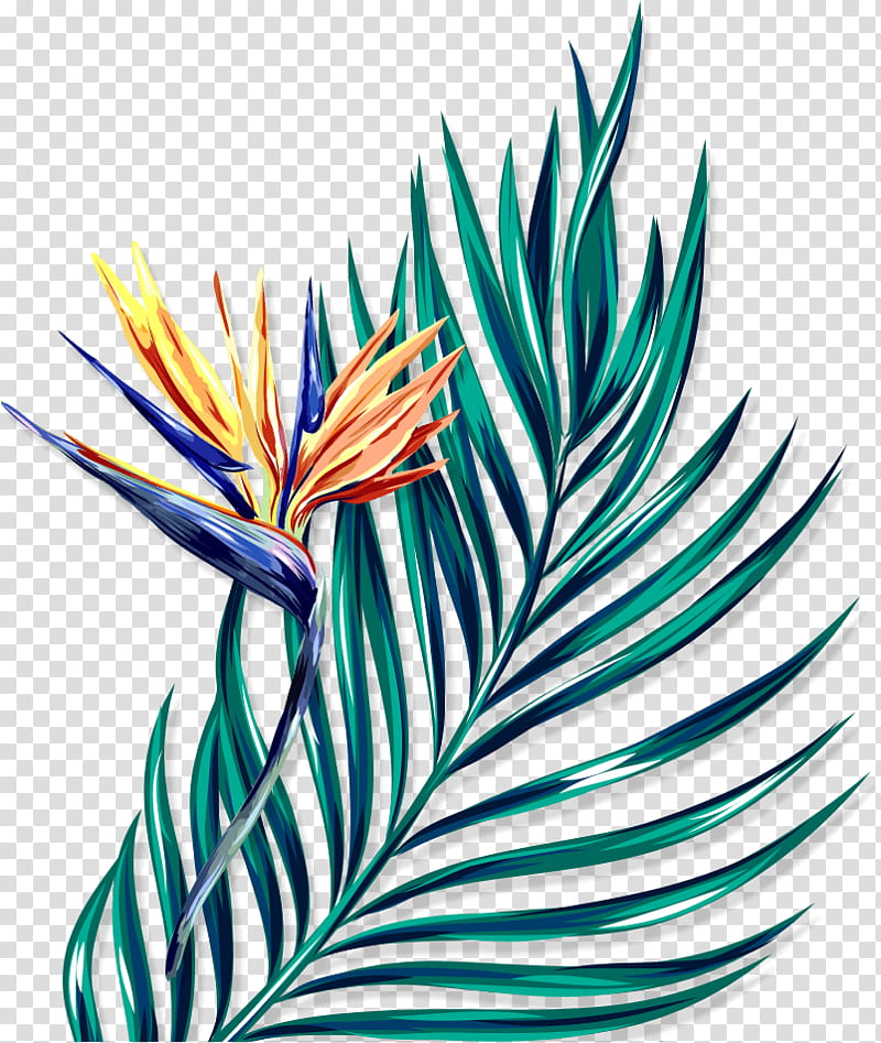 Bird Of Paradise, Leaf, Studio, Blog, September, Macon, Georgia, Plant transparent background PNG clipart