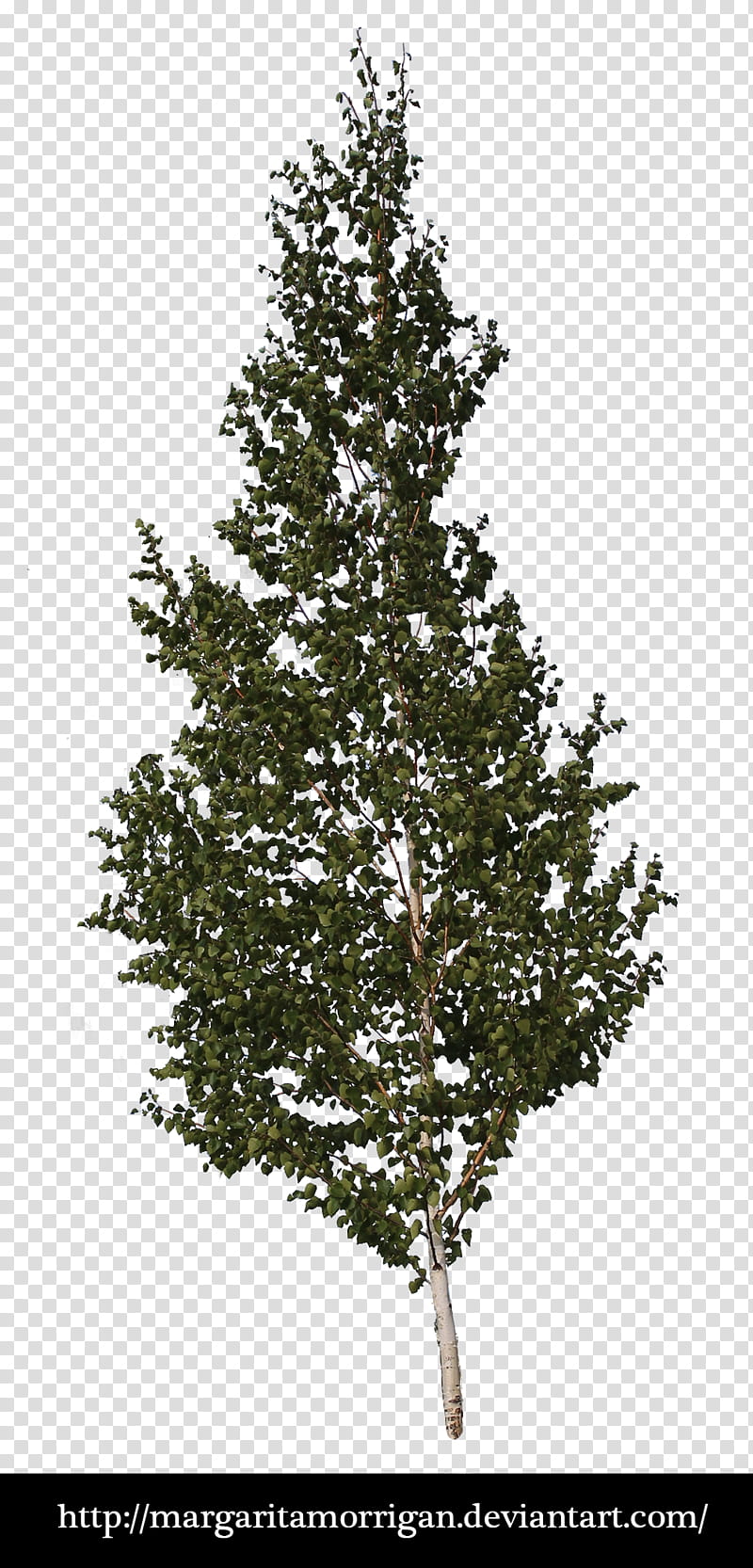 small birch tree, green tree screenshot transparent background PNG clipart