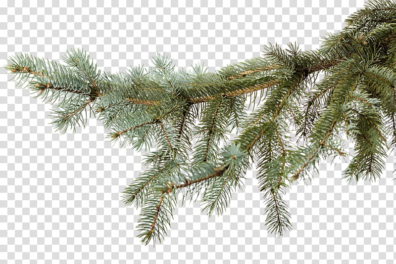 Christmas Resource , green pine tree transparent background PNG clipart