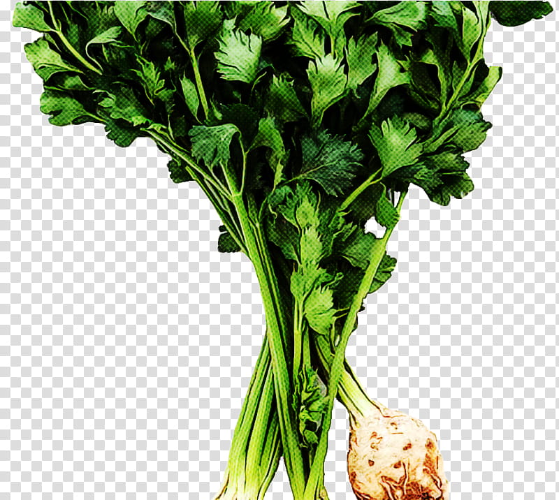 Vegetables, Chard, Parsley, Beetroot, Turnip, Borscht, Celeriac, Food transparent background PNG clipart