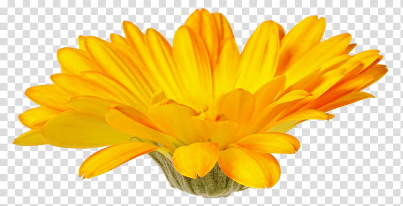 Yellow Gerber Daisy transparent background PNG clipart