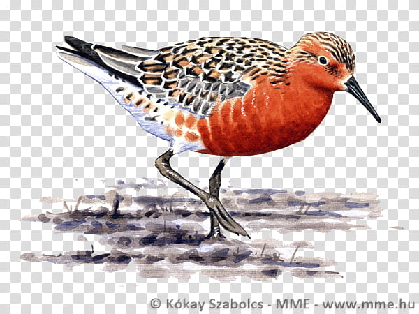 Water, Sandpiper, Stint, Purple Sandpiper, Conservation, Red Knot, North Pole, Fauna transparent background PNG clipart