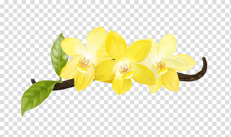 Flowers , yellow petaled flower illustration transparent background PNG clipart