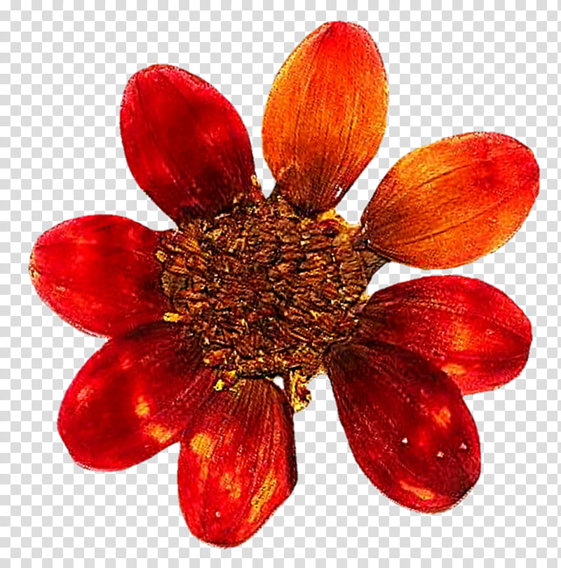 Pressed Orange Daisy  transparent background PNG clipart