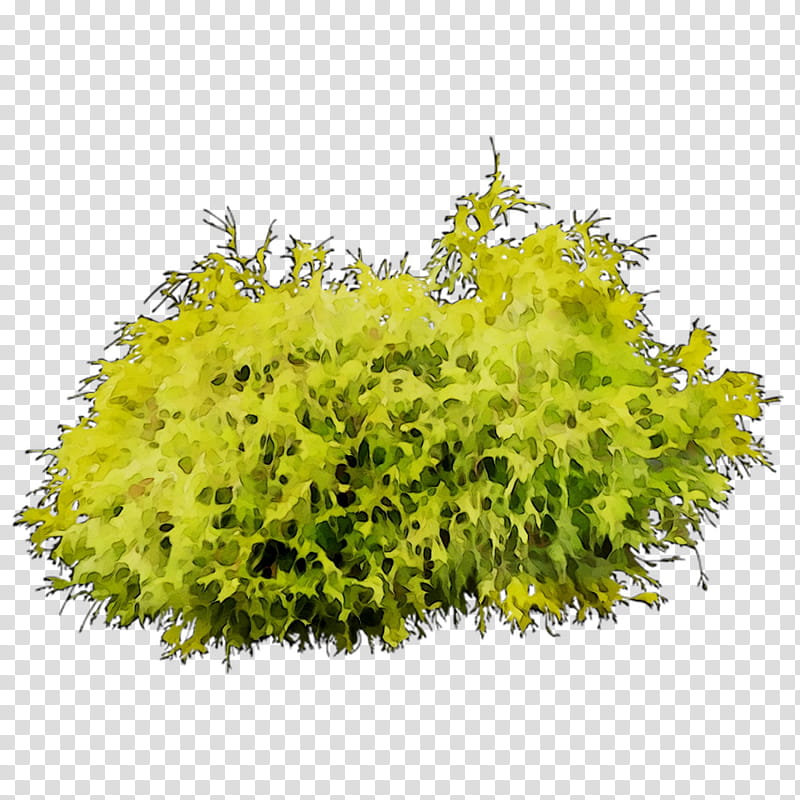 Tree, Shrub, Plant, Yellow, Flower, Grass, Leaf, Goldmoss Stonecrop transparent background PNG clipart