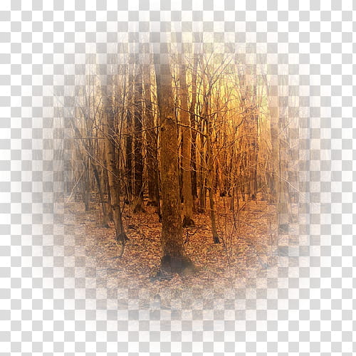 Forest, Tree, Computer, Sunlight, Wood, Plant, Landscape transparent background PNG clipart