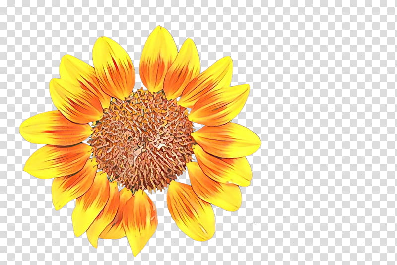 Flowers, Cartoon, Common Sunflower, Sunflower Seed, Painting, Watercolor Painting, Daisy Family, Annual Plant transparent background PNG clipart