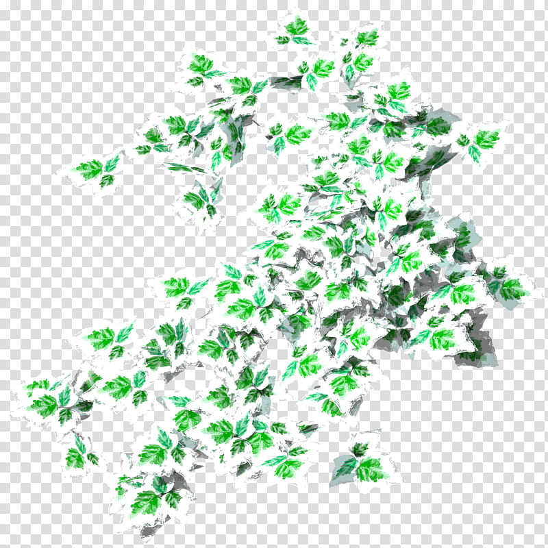 Hedera Canari Okamezuta TIF, white and green leaves illustration transparent background PNG clipart