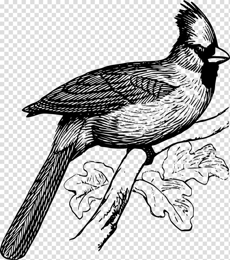 Bird Line Drawing, Hawk, Beak, Line Art, Eagle, Bird Of Prey, Feather, Cartoon transparent background PNG clipart