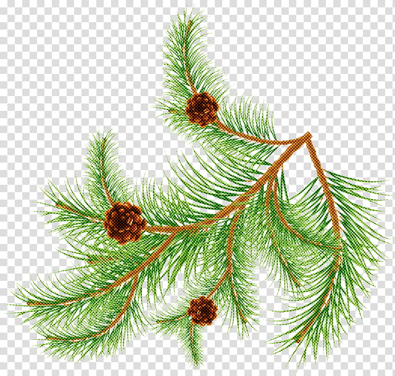 shortleaf black spruce columbian spruce balsam fir jack pine white pine, Yellow Fir, Shortstraw Pine, Red Pine, Lodgepole Pine, Larix Lyalliisubalpine Larch, Oregon Pine, Loblolly Pine transparent background PNG clipart