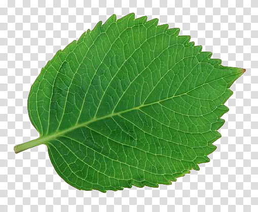 leaf P, green mint leaf transparent background PNG clipart