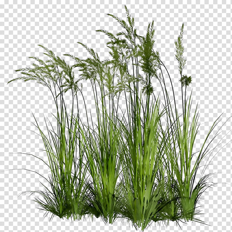 Family Tree, Sweet Grass, Vetiver, Blog, Prairie, Sedges, Sweetgrass, Chrysopogon transparent background PNG clipart