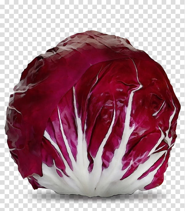 red cabbage cabbage radicchio leaf vegetable vegetable, Watercolor, Paint, Wet Ink, Wild Cabbage, Food, Plant, Magenta transparent background PNG clipart
