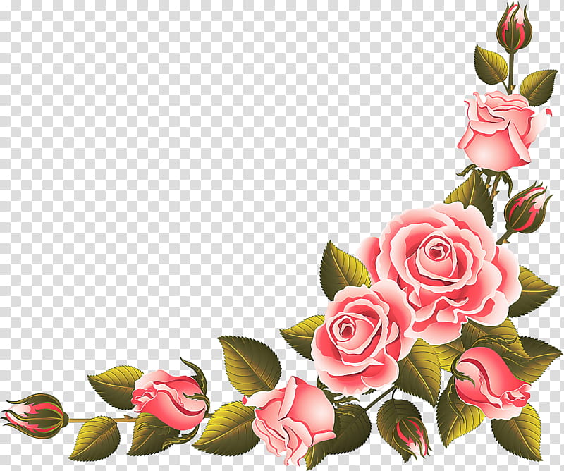 Garden roses, Pink, Flower, Cut Flowers, Plant, Petal, Rose Family, Bud transparent background PNG clipart