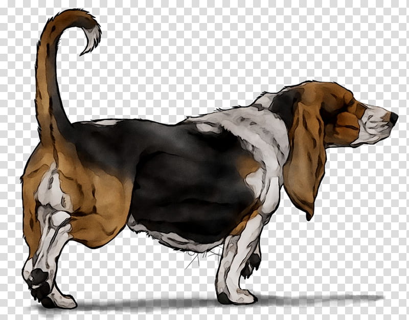 Dog, Basset Hound, Harrier, English Foxhound, Finnish Hound, Hamilton Hound, Beagle, Snout transparent background PNG clipart