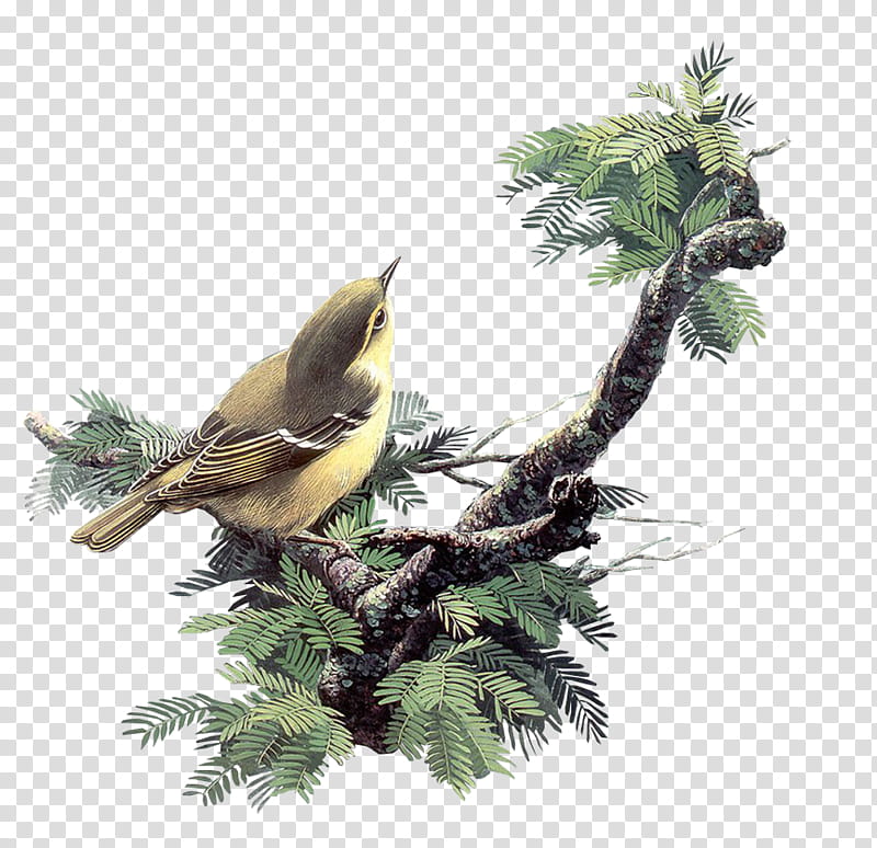 Family Tree, Bird, Parrot, Pigeons And Doves, House Sparrow, Watercolor Painting, Branch, Plant transparent background PNG clipart
