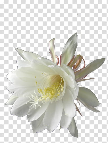 , white Queen of the Night flower transparent background PNG clipart