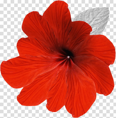 red-petaled flower closeup graphy transparent background PNG clipart