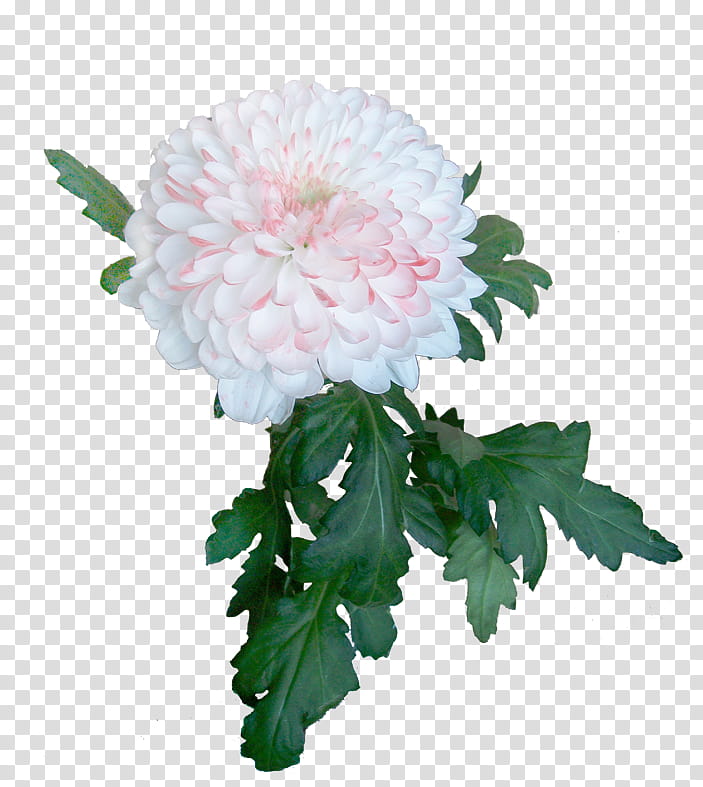 Flowers, Chrysanthemum, Cut Flowers, Miss O, Petal, Plants, Peony, Artificial Flower transparent background PNG clipart