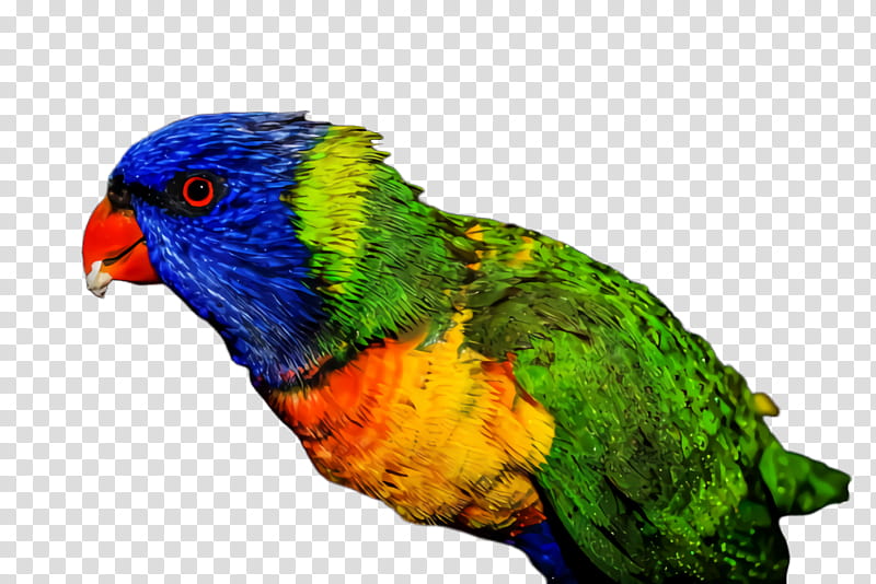 Colorful, Parrot, Bird, Exotic Bird, Tropical Bird, Parakeet, Rainbow Lorikeet, Feather transparent background PNG clipart