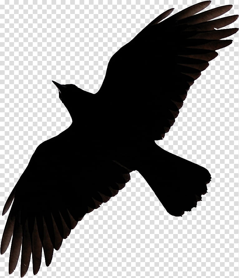 Turkey, Common Raven, Crow, Silhouette, Flight, Crows, Crow Family, Bird transparent background PNG clipart
