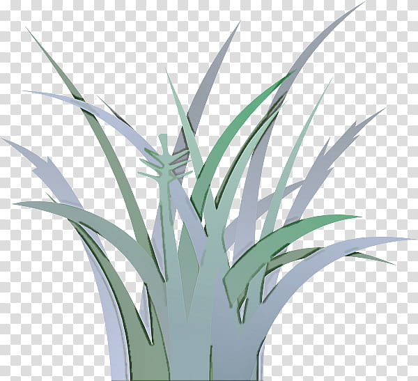 plant grass houseplant leaf flower, Grass Family, Yucca, Terrestrial Plant, Flowering Plant transparent background PNG clipart