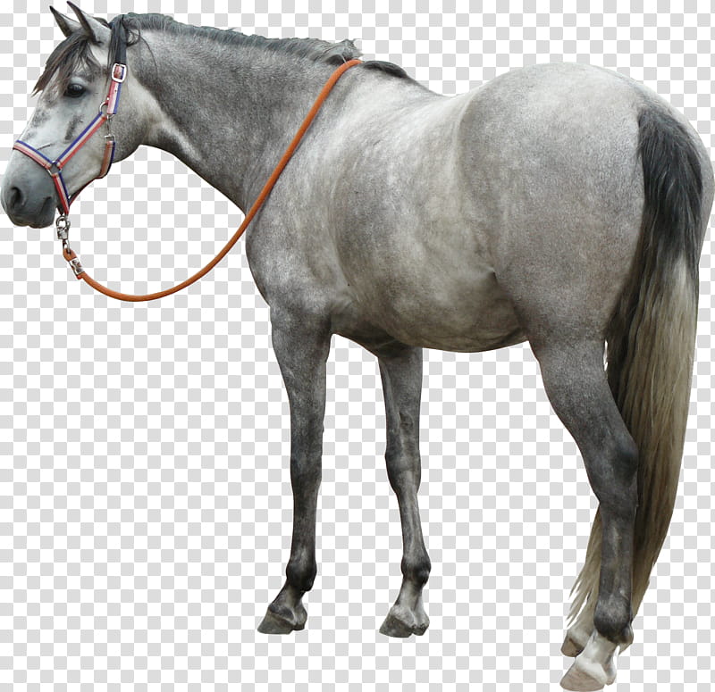 grey andalusian looking precut, gray horse with red rein transparent background PNG clipart
