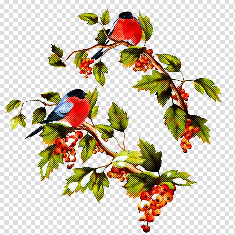 Holly, Plant, Branch, Bird, Berry, Fruit, Flower, Hawthorn transparent background PNG clipart