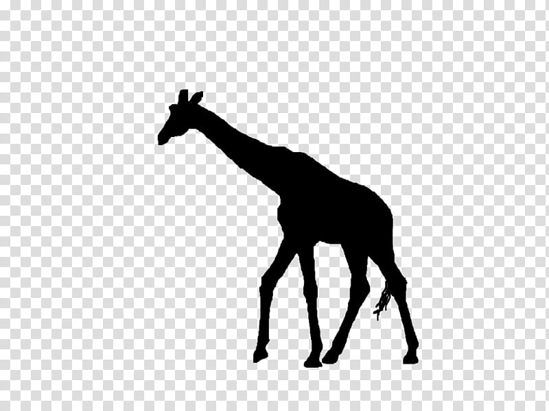 Giraffe, Silhouette, Northern Giraffe, Drawing, West African Giraffe, Giraffidae, Black, Wildlife transparent background PNG clipart