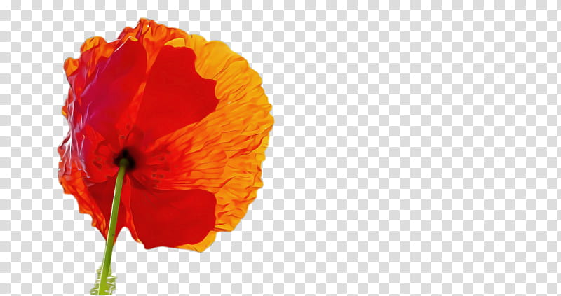 Orange, Red, Flower, Yellow, Petal, Coquelicot, Plant, Poppy Family transparent background PNG clipart